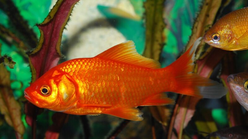goldfish, red fish, orange, aquarium, goldfish, goldfish, goldfish, goldfish, goldfish