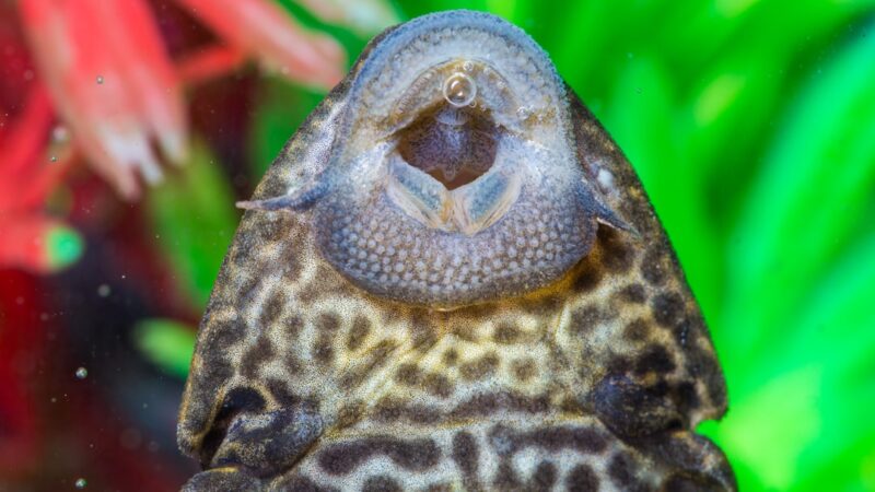 Royal Pleco Care Guide: L190 Wood-Eating Giant