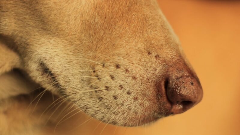 Rummy Nose Rasbora Care Guide: Sawbwa resplendens Red Nose