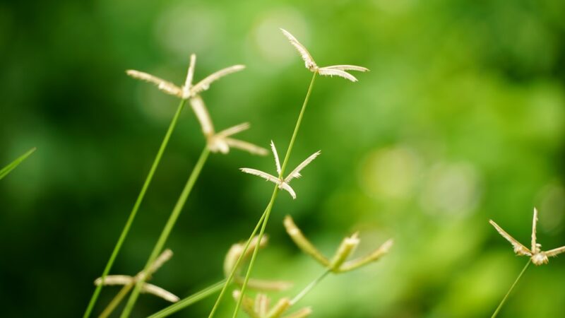 Sagittaria Subulata Care Guide: Grass-Like Background Plant