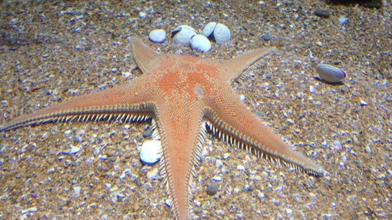 starfish, sand, aquarium, starfish, starfish, starfish, starfish, starfish