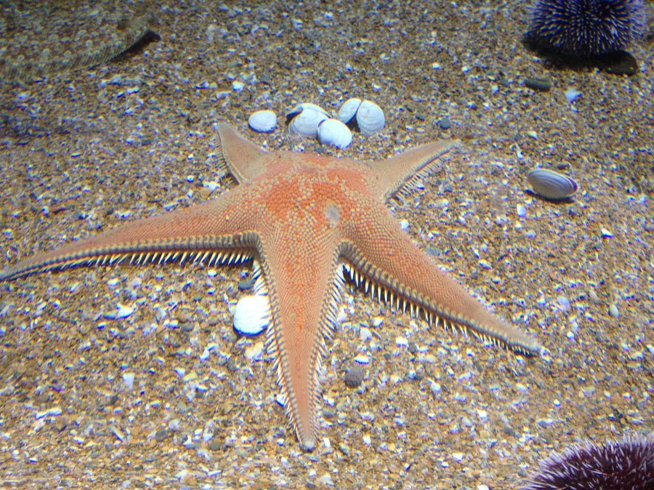 starfish, sand, aquarium, starfish, starfish, starfish, starfish, starfish