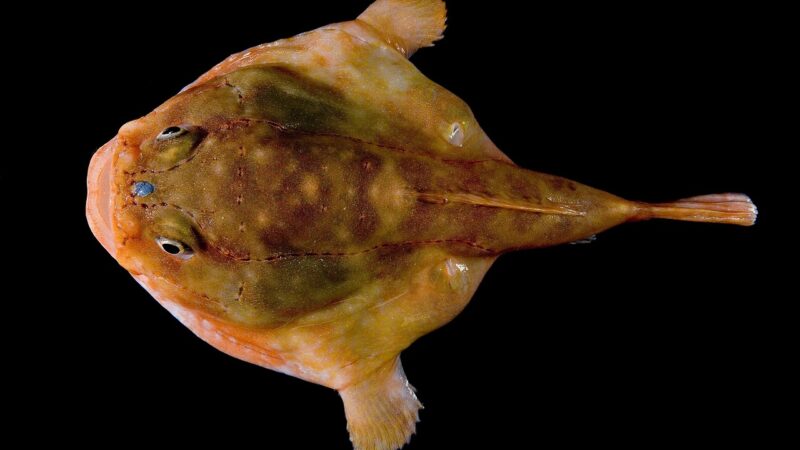 sargassum frogfish histrio care aquarium fish — featured image for sargassum frogfish histrio care