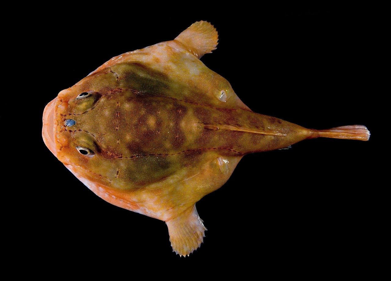 sargassum frogfish histrio care aquarium fish — featured image for sargassum frogfish histrio care