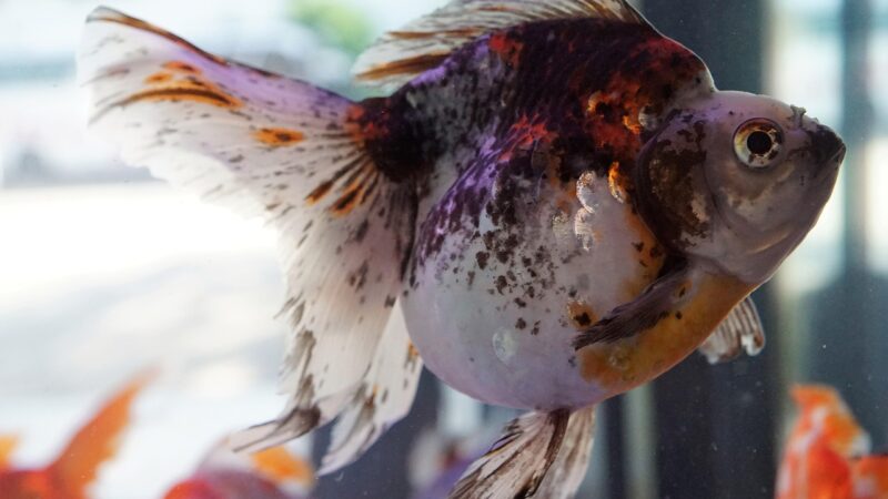 freshwater aquarium tank — featured image for scarlet badis diet live food guide