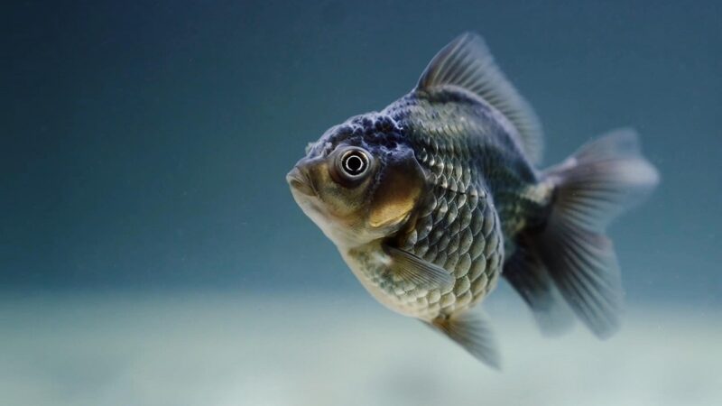 fish, carassius, veiltail, fins, scales, aquatic, creature, underwater, nature, black, goldfish