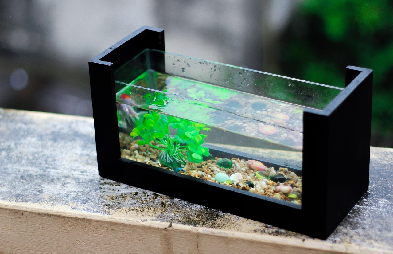 fresh, aquarium, nature, fish, aquarium plant