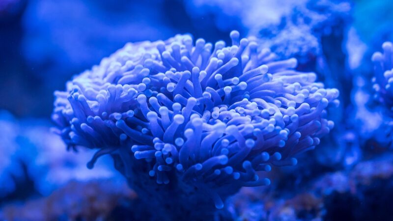 coral, polyp, aquarium