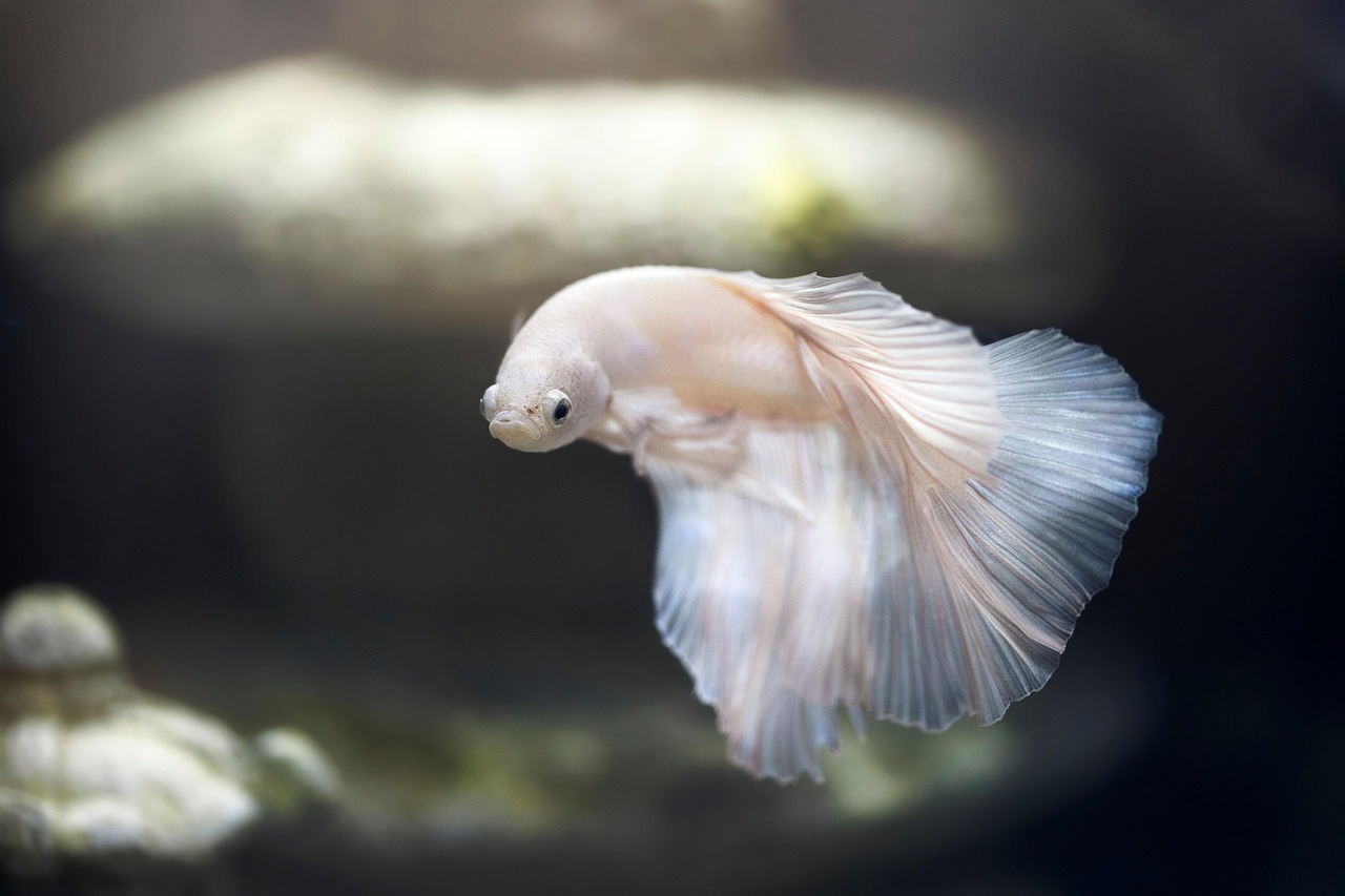 Sewellia Lineolata Care Guide: Reticulated Hillstream Loach