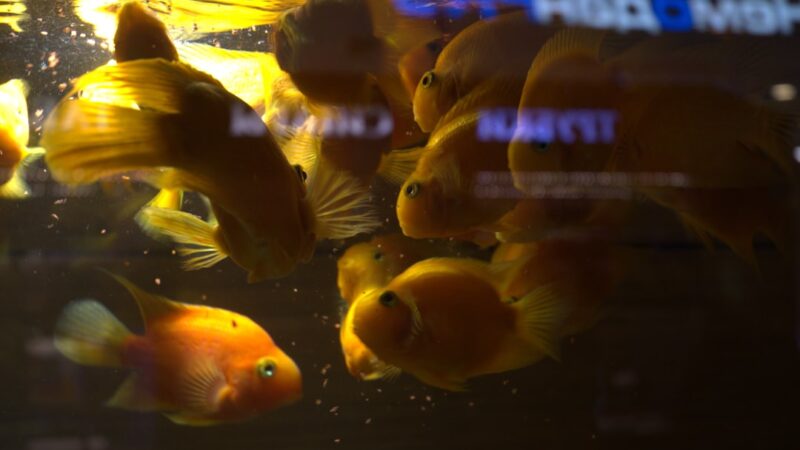 A school of bright orange fish swim together.
