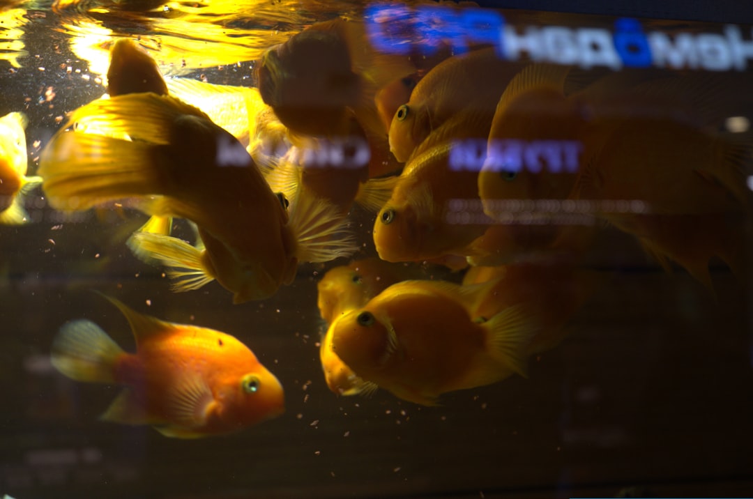 A school of bright orange fish swim together.