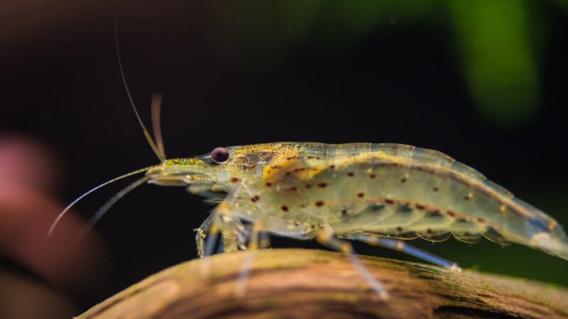 Shrimp Moulting Problems