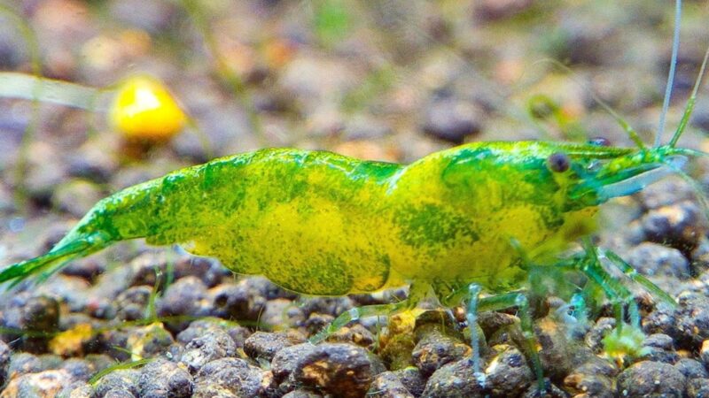 How to Do Water Changes in a Shrimp Tank Without Casualties