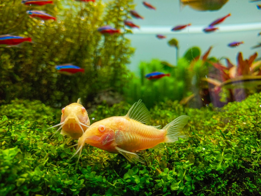 Siamese Algae Eater Care Guide: The BBA Destroyer