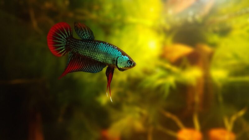 Betta Fish Care Guide: Everything Beyond the Bowl