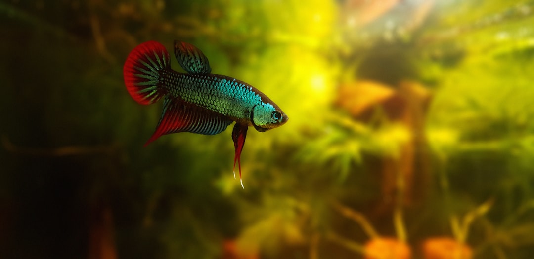Betta Fish Care Guide: Everything Beyond the Bowl