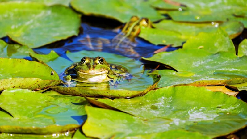 frog, water frog, pond frog, amphibian, animal, green frog, lily pad, pond, aquatic life, aquatic animal, green, cute, pond d