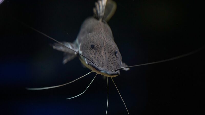 fish, aquarium, fish tank, nature, animal