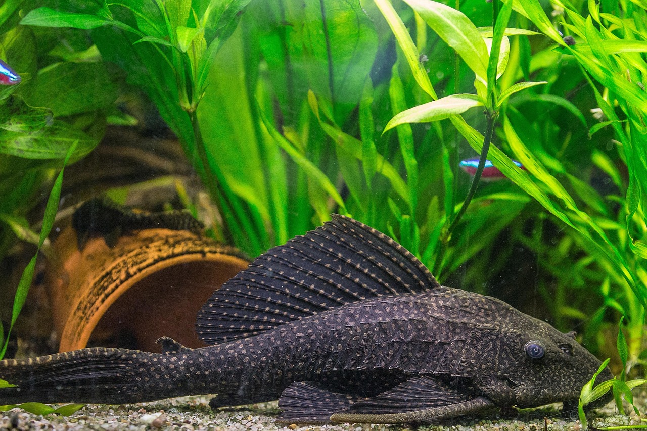 Snowball Pleco Care Guide: L142 White-Spotted Beauty