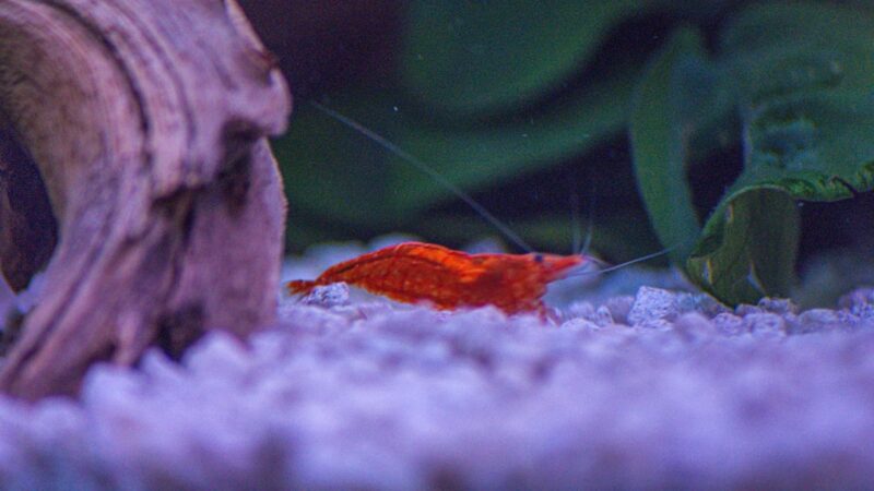 Snowball Shrimp Care Guide: Pure White Neocaridina