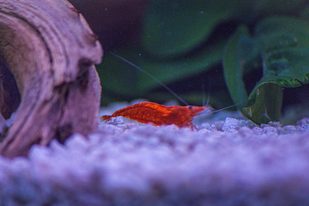 Snowball Shrimp Care Guide: Pure White Neocaridina