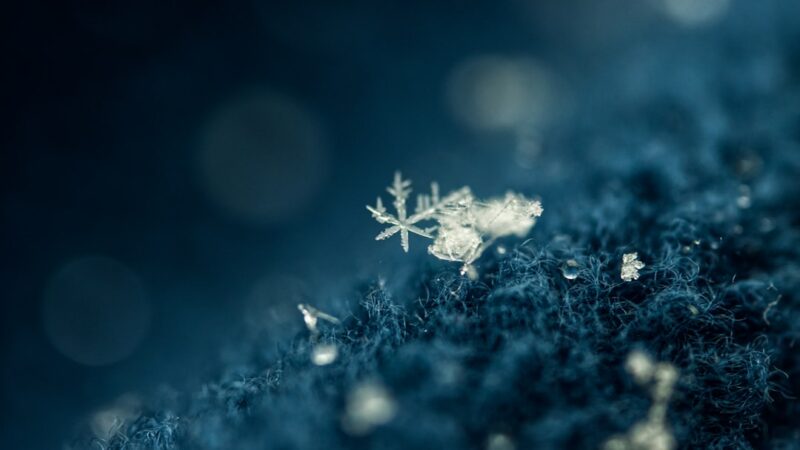 Snowflake Shrimp Care Guide: White-Spotted Neocaridina