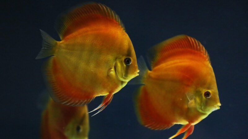 fish, red discus, aquarium, heckel discus, animals, marine life, nature, pet, underwater, swim