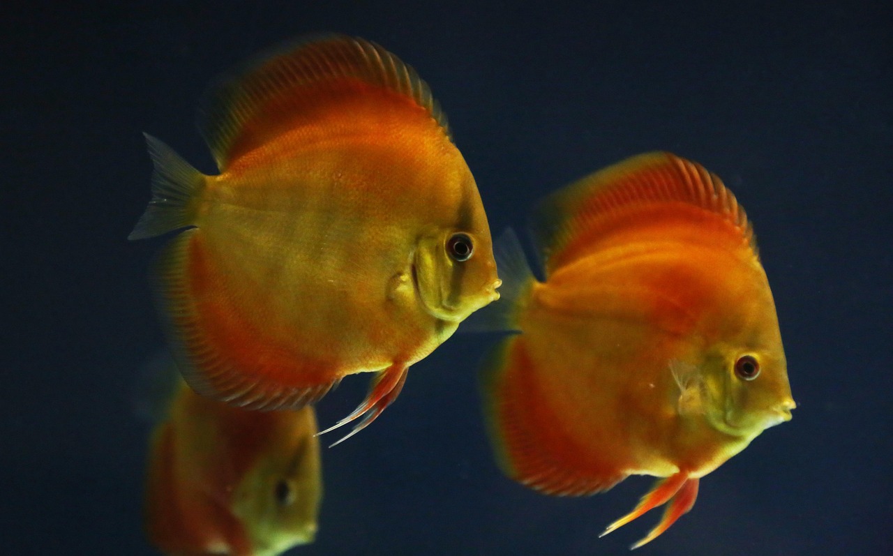fish, red discus, aquarium, heckel discus, animals, marine life, nature, pet, underwater, swim