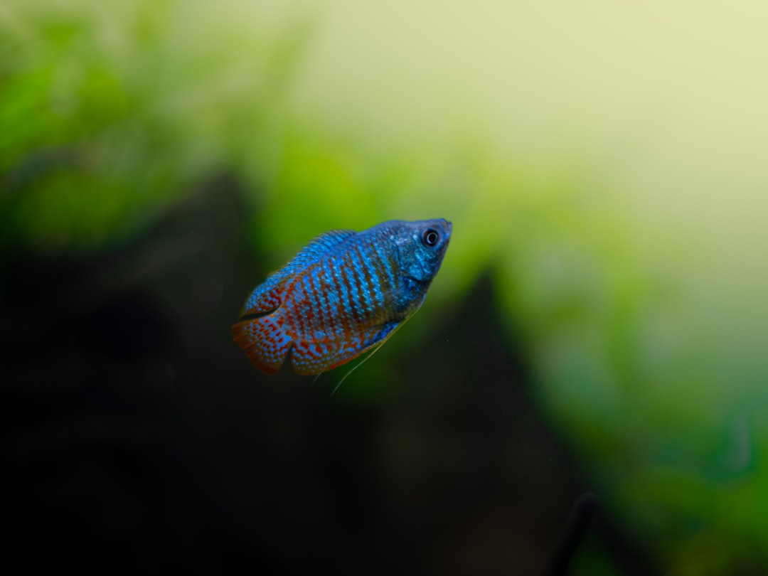 Sparkling Gourami Care Guide: The Tiny Croaking Fish