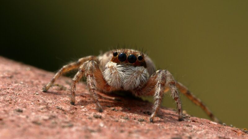 spider, jumper, insect, predator, spider, spider, spider, spider, spider