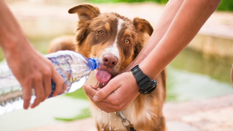 dog, helping dog, thirsty dog, animal, help, pet, domestic, friendship, person, care, puppy, cute, canine, assistance, rescue