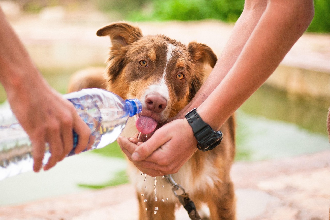 dog, helping dog, thirsty dog, animal, help, pet, domestic, friendship, person, care, puppy, cute, canine, assistance, rescue