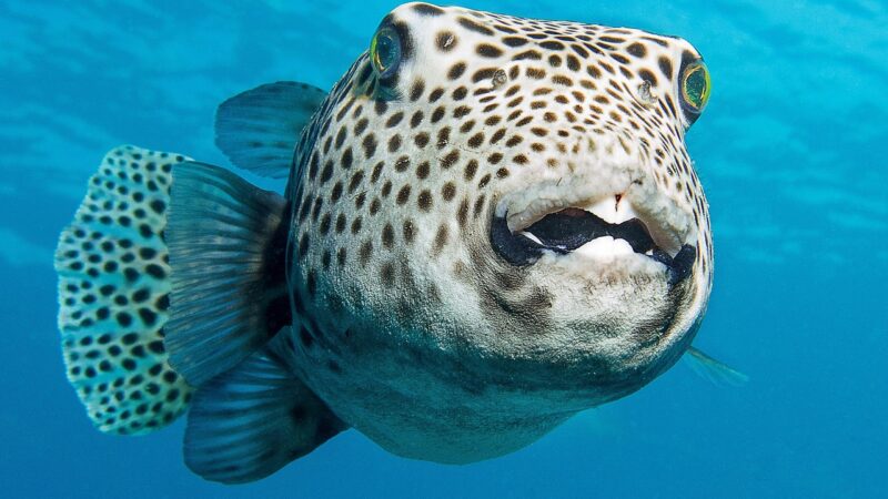 Spotted Congo Puffer Care Guide: Tetraodon Schoutedeni