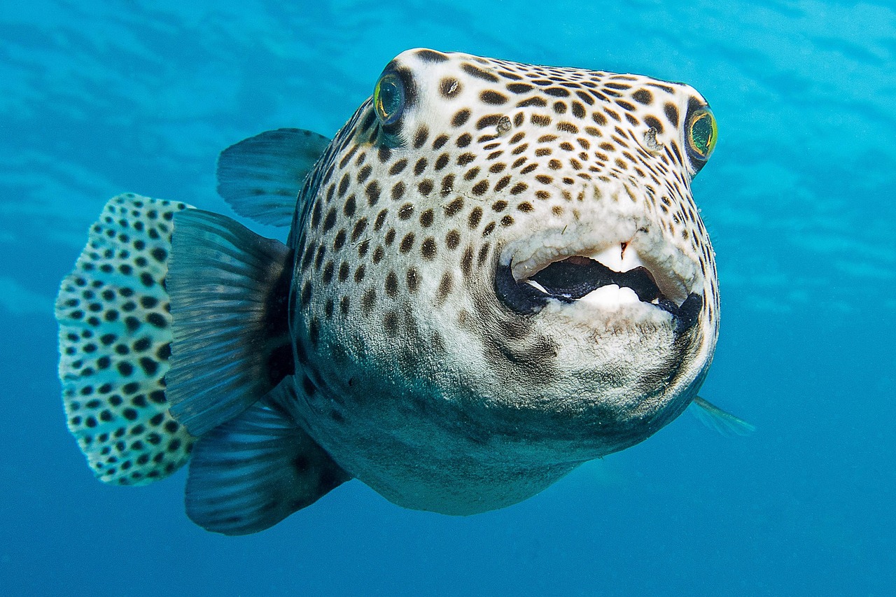 Spotted Congo Puffer Care Guide: Tetraodon Schoutedeni