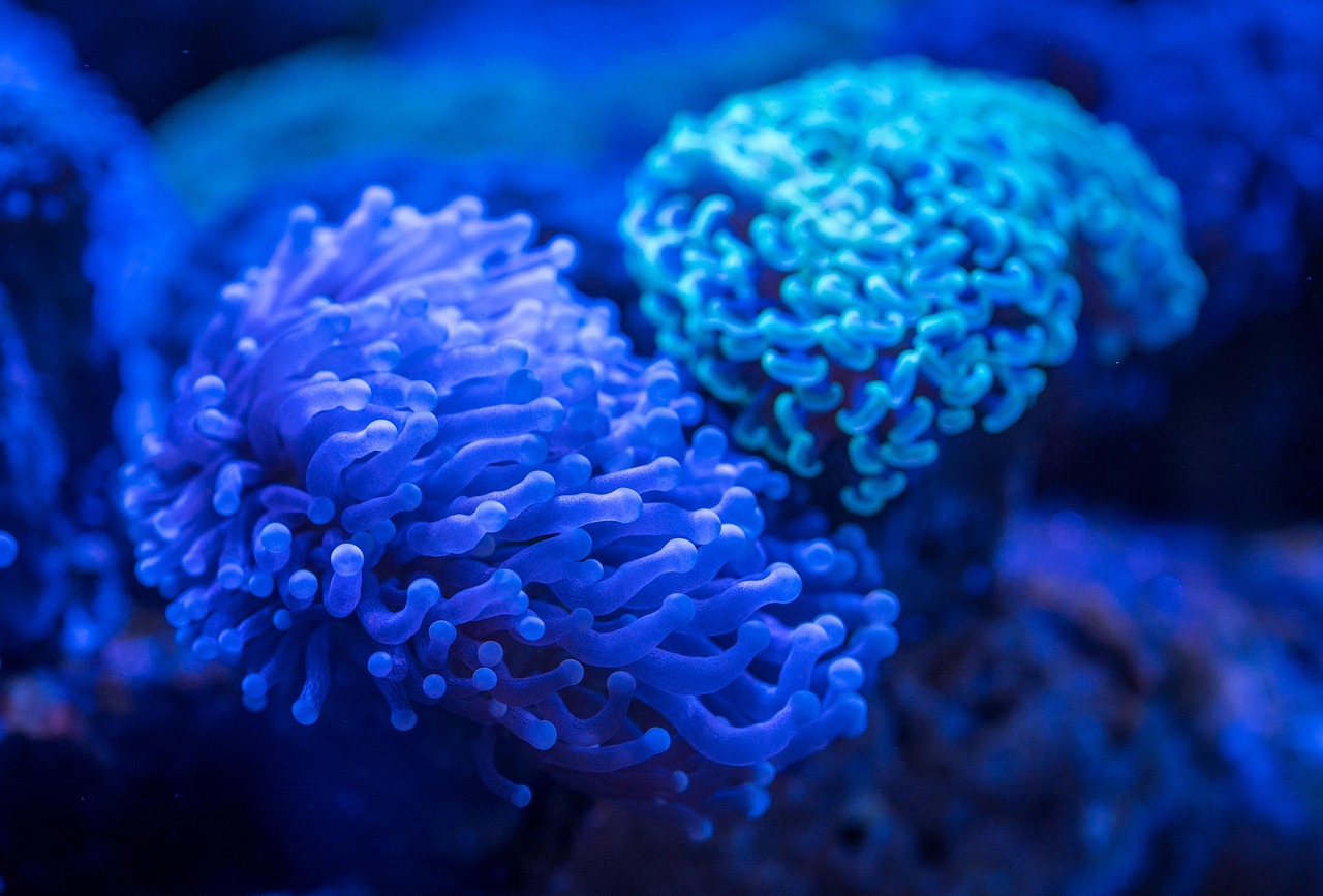 coral, polyp, aquarium