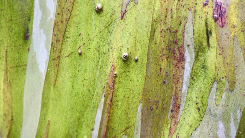 Staghorn Algae: Identification and Removal