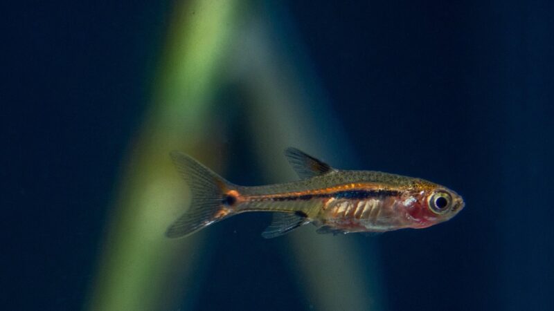 razbora, spot, tail, fish, aquarium, fauna, nature, freshwater, small, animal, water, close up