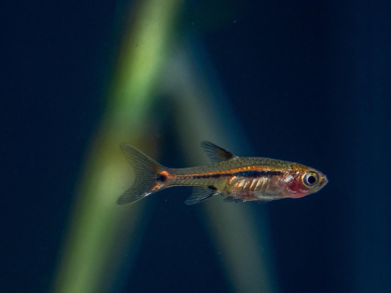 razbora, spot, tail, fish, aquarium, fauna, nature, freshwater, small, animal, water, close up