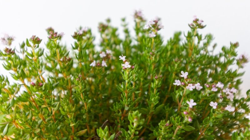 Staurogyne Repens Care Guide: The Easy Foreground Plant