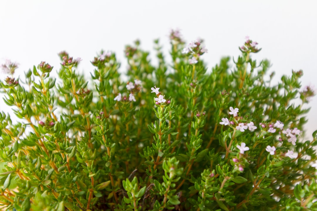 Staurogyne Repens Care Guide: The Easy Foreground Plant