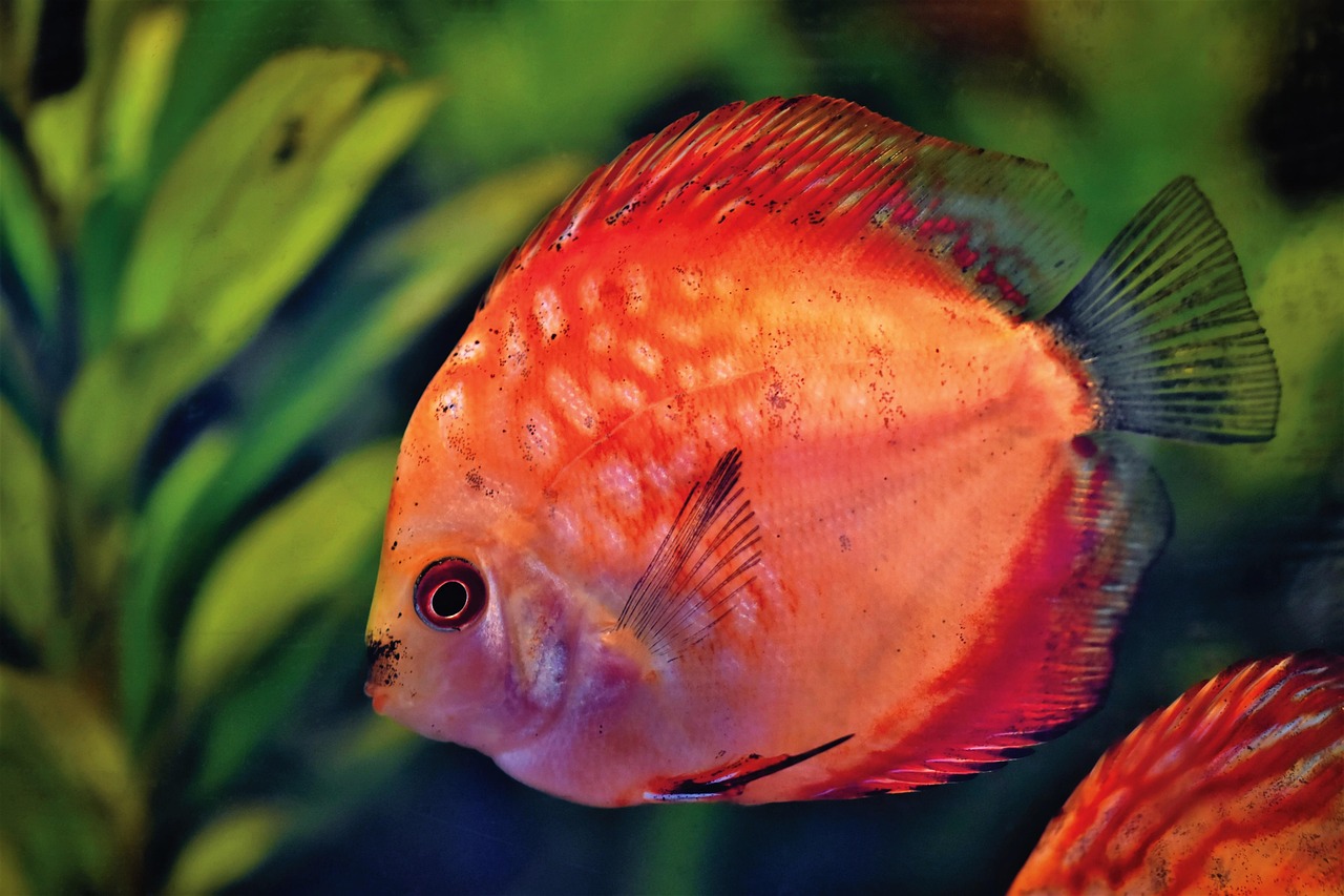 discus fish, discus cichlid, fish, ornamental fish, aquarium, swim, underwater, underwater world, nature, aquatic life