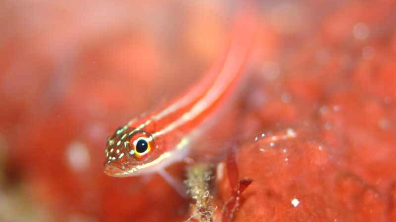 goby, aquatic animals, sea, nature, diving