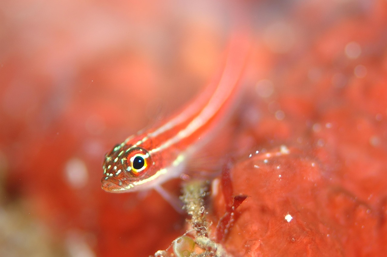 goby, aquatic animals, sea, nature, diving