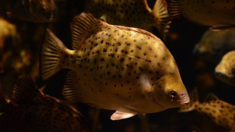 stiphodon goby species comparison aquarium fish — featured image for stiphodon goby species comparison