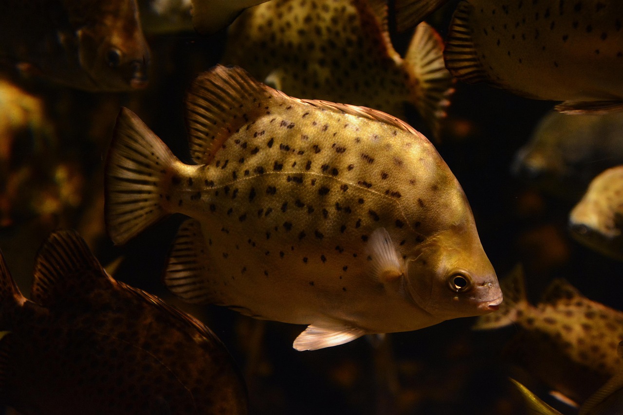 stiphodon goby species comparison aquarium fish — featured image for stiphodon goby species comparison