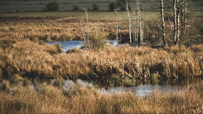 sumatran peat swamp biotope planted aquarium aquascape — featured image for sumatran peat swamp biotope aquascape