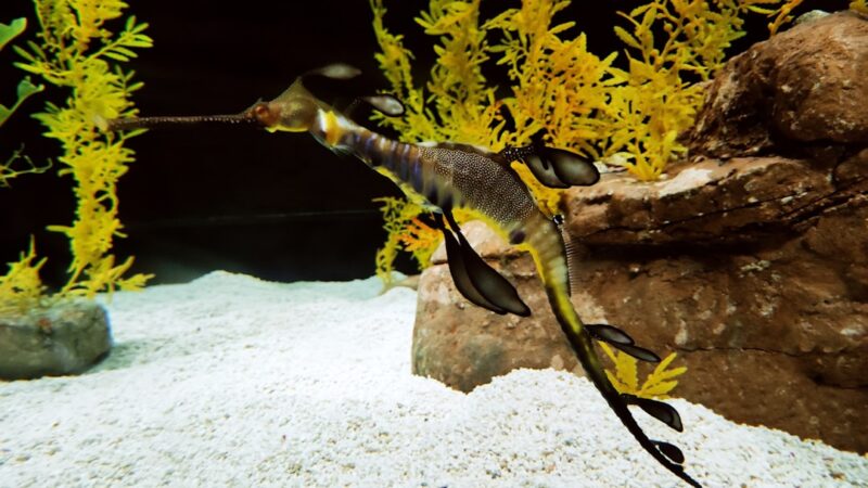 Swordtail Fish Care Guide: Colours, Breeding and Tank Setup