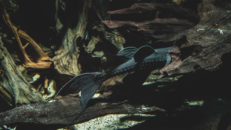 Synodontis Catfish Care Guide