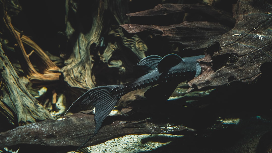 Synodontis Catfish Care Guide