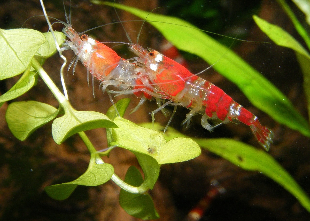 shrimp, dwarf shrimp, red, aquarium, nature, freshwater, underwater, animals